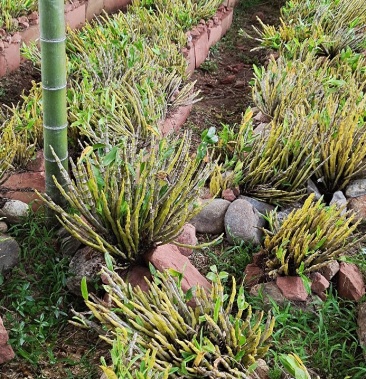 下山石斛金钗川金