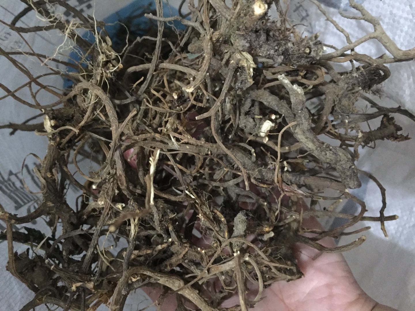 展示干燥的北柴胡根部,呈黄褐色,表面有纵向皱纹,质地坚硬 北柴胡药材图