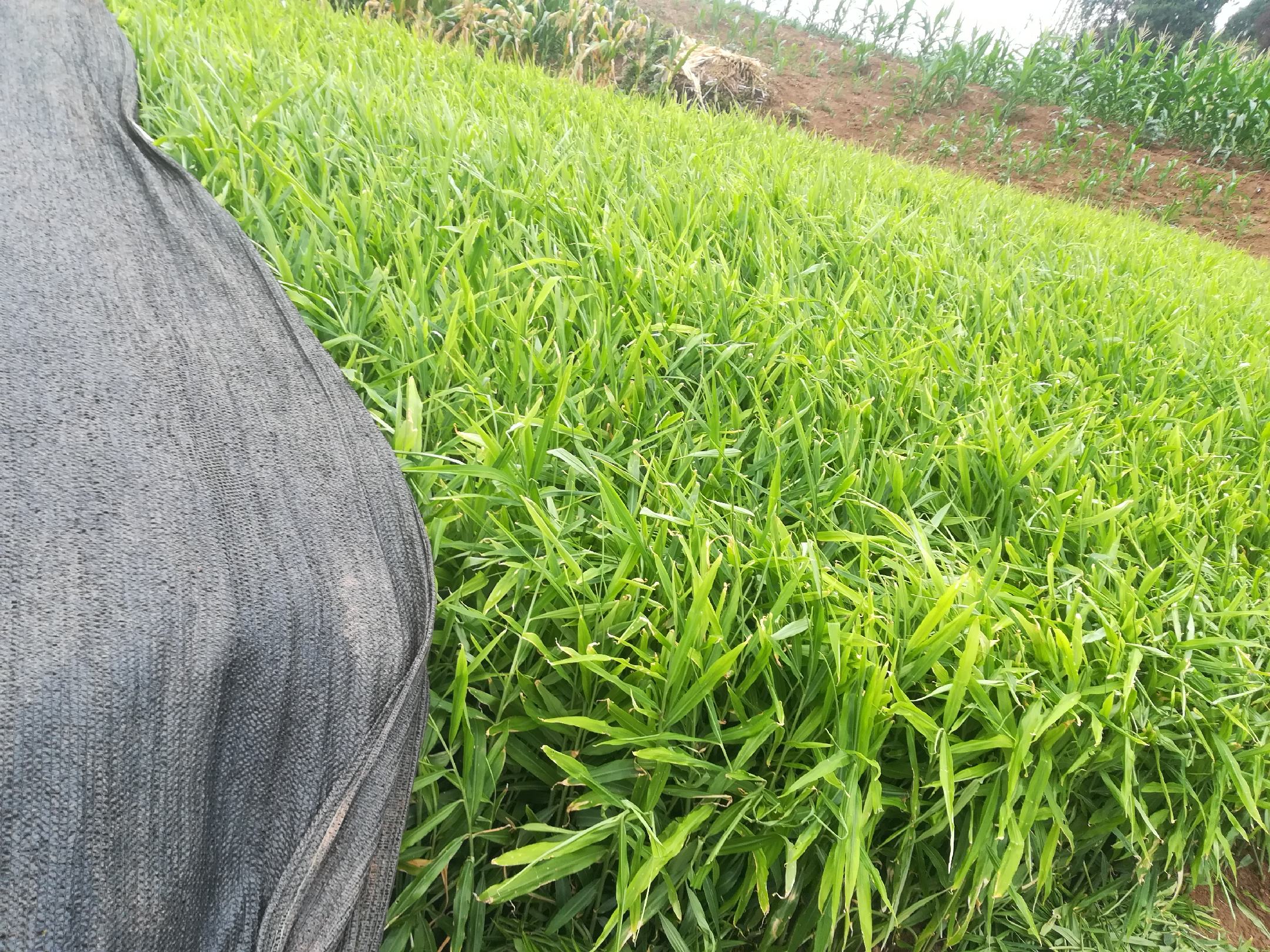 姜家庄子村生姜种植基地