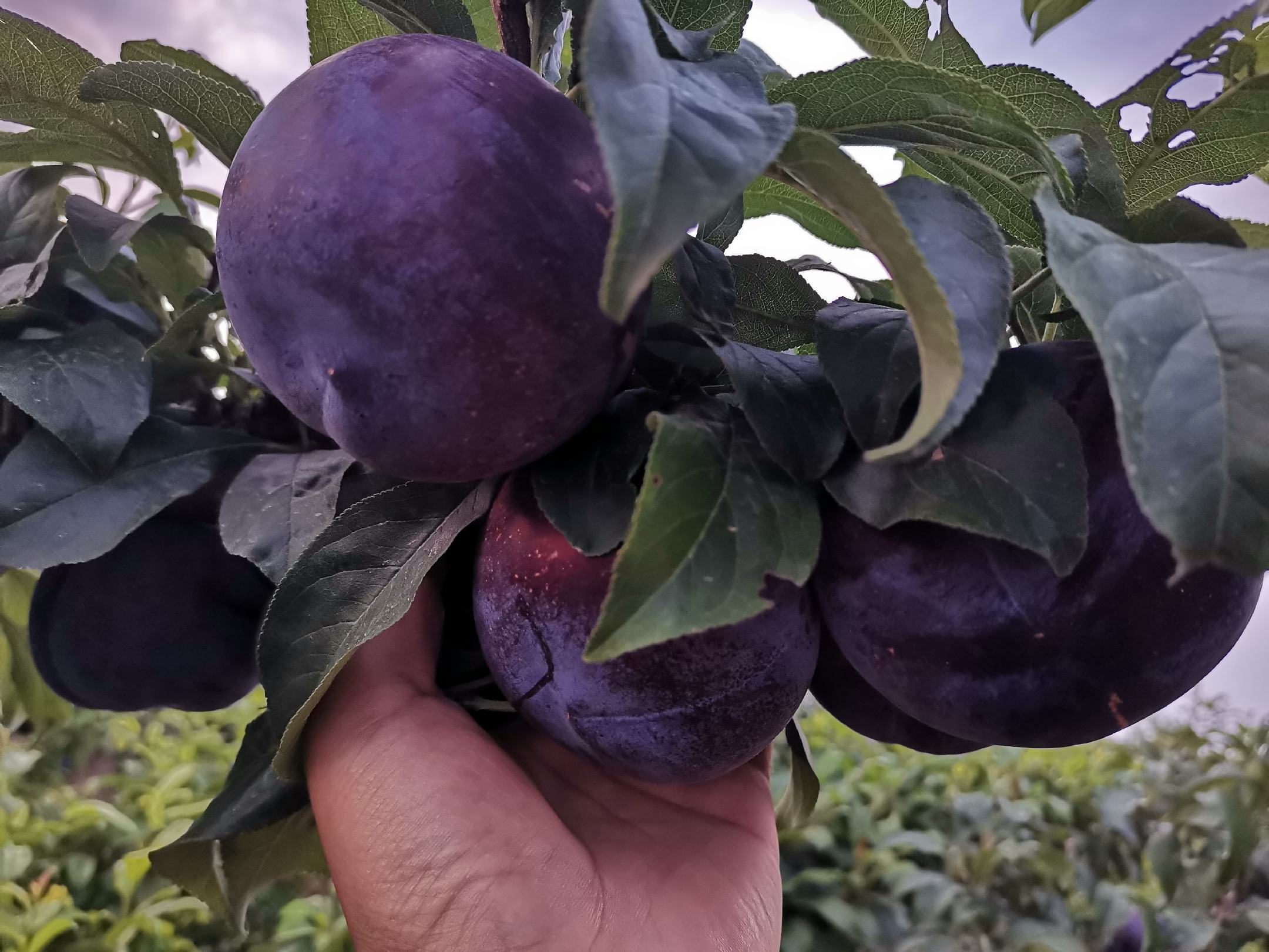 果园工人正在采摘成熟的黑布林李子