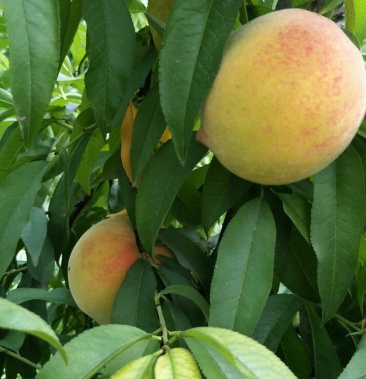 黄桃83黄桃1号黄金王桃