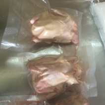 白条鸽