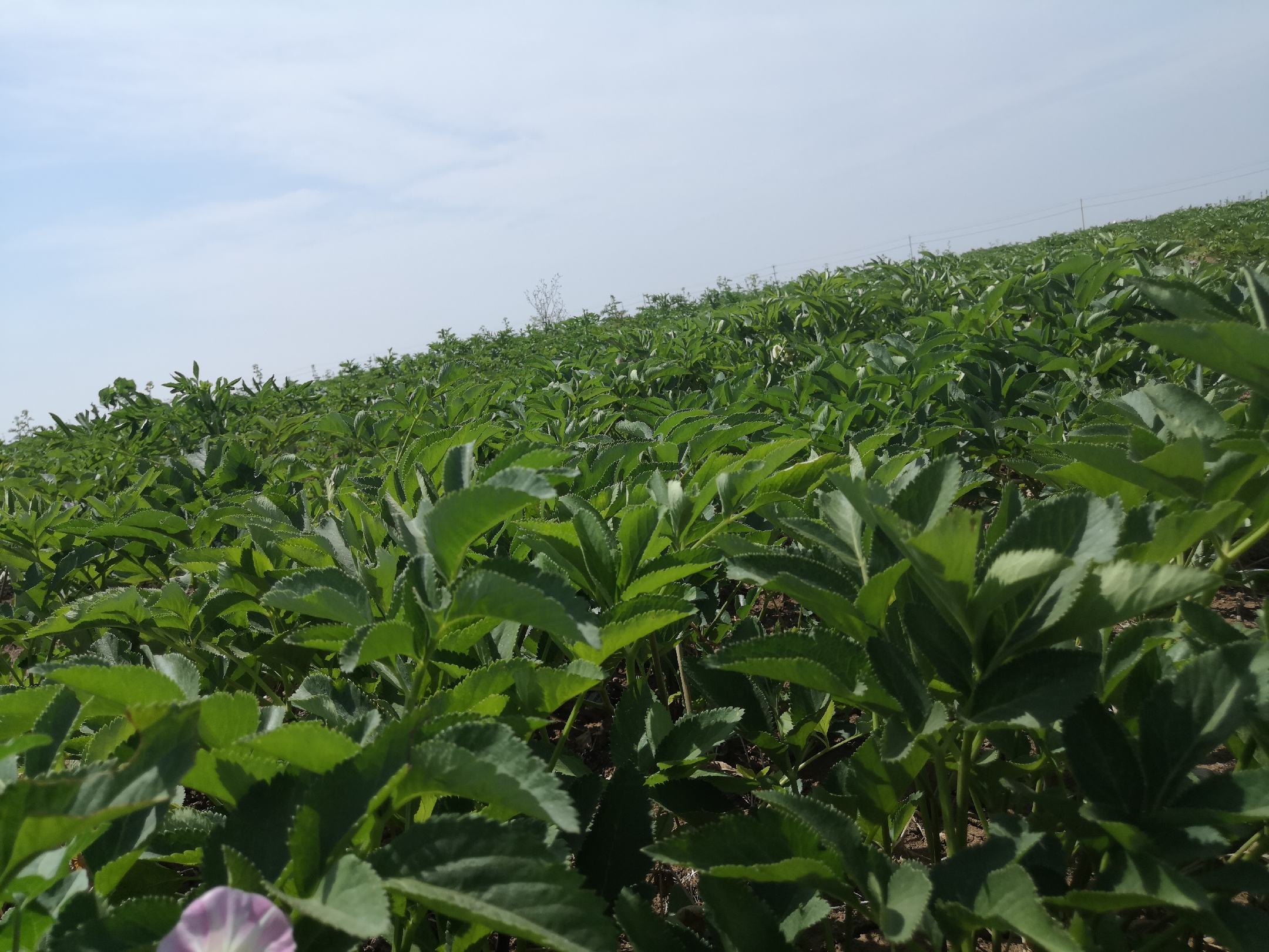 安岳县永清镇白芷GAP种植基地航拍图，展示连片规范化种植田块、标准化灌溉沟渠及田间标识牌