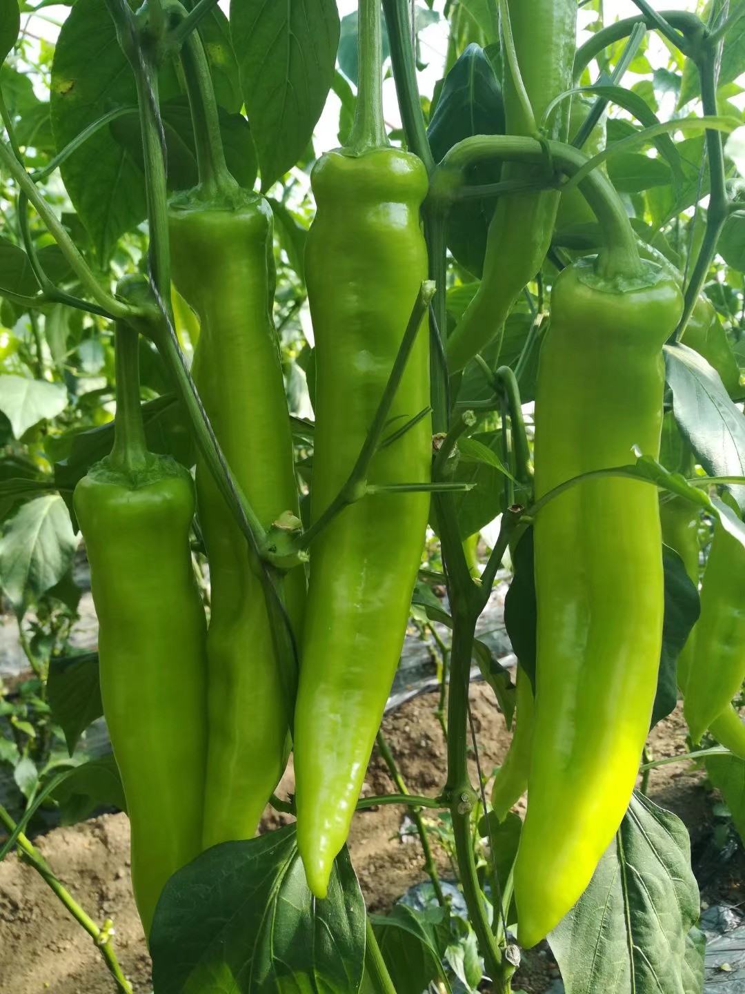 神绿长剑辣椒种子浅绿色羊角椒坐果集中抗病高产