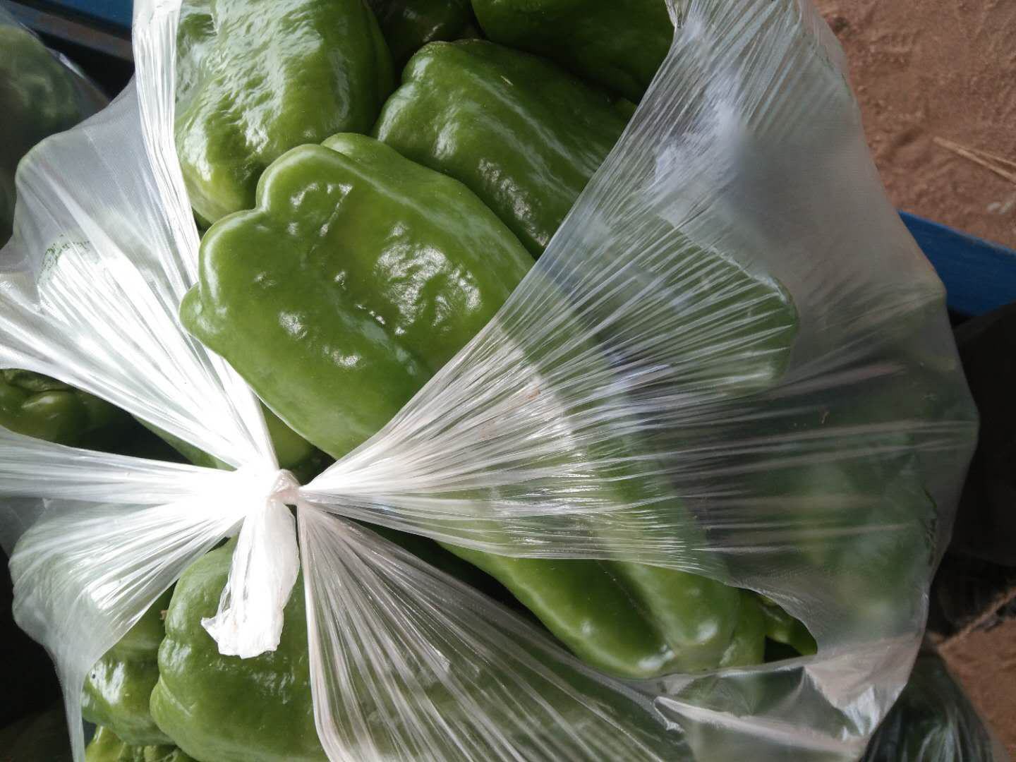 一张对比图展示两种家庭保存方式:左侧为正确做法——用厨房纸包裹薄皮椒后放入半开的保鲜袋,置于冰箱抽屉;右侧为错误做法——多个薄皮椒直接塞入密封塑料袋并产生大量水珠,椒体已出现软化斑点 家庭薄皮椒保存方法示意图