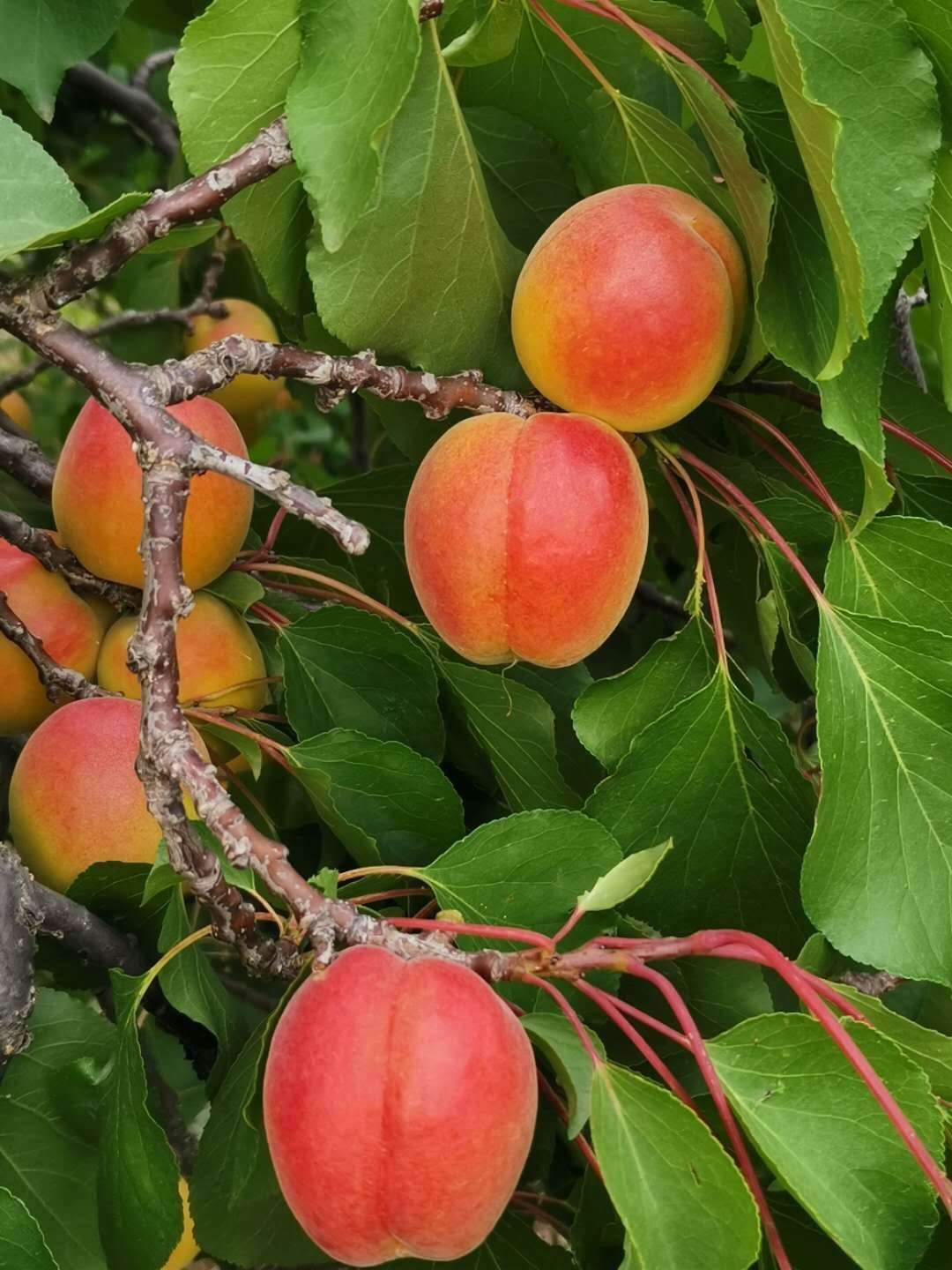 北镇金太阳大黄杏已经上市了价格低质量好欢迎广大客商