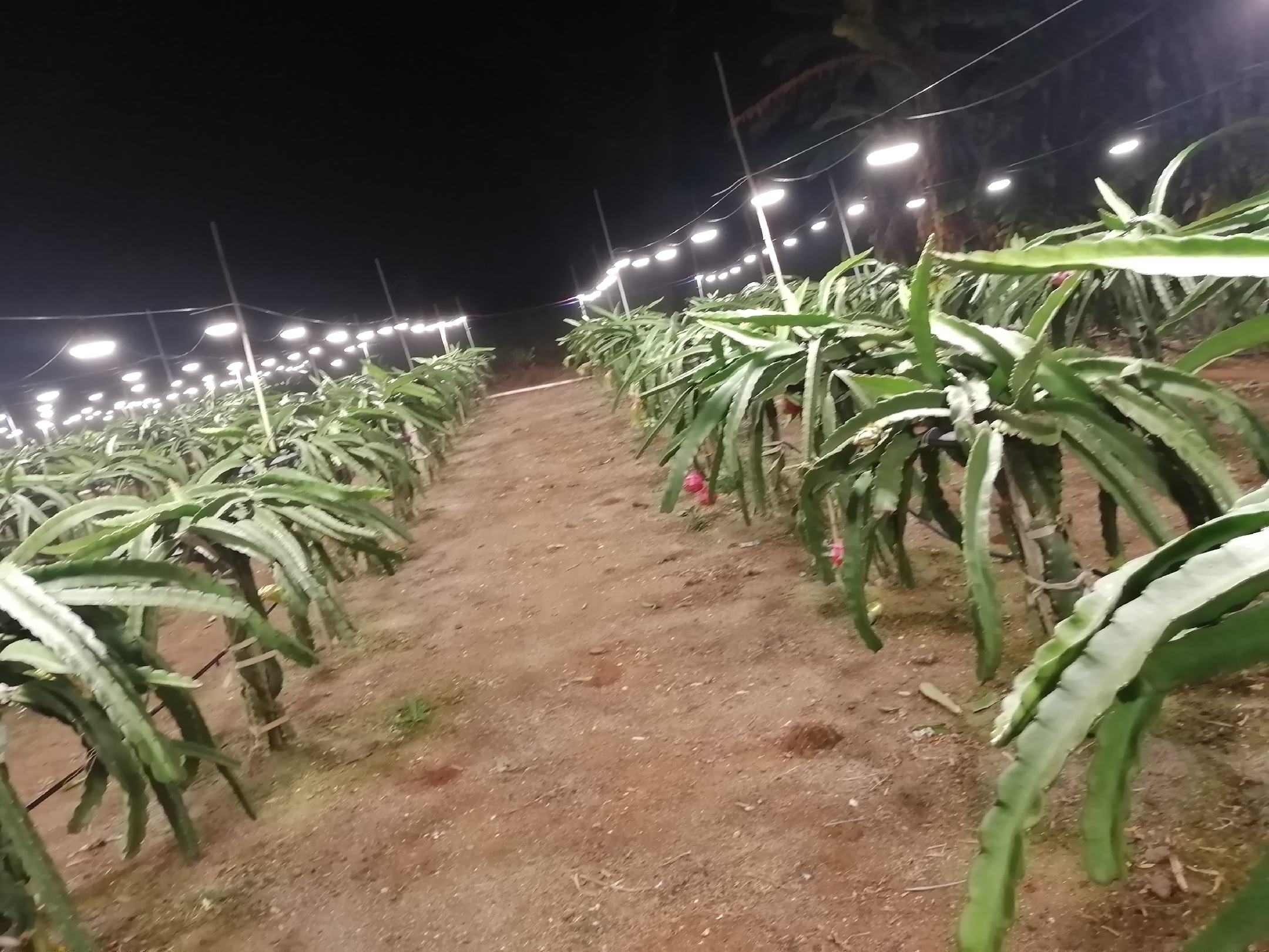 广西红心火龙果种植园航拍图