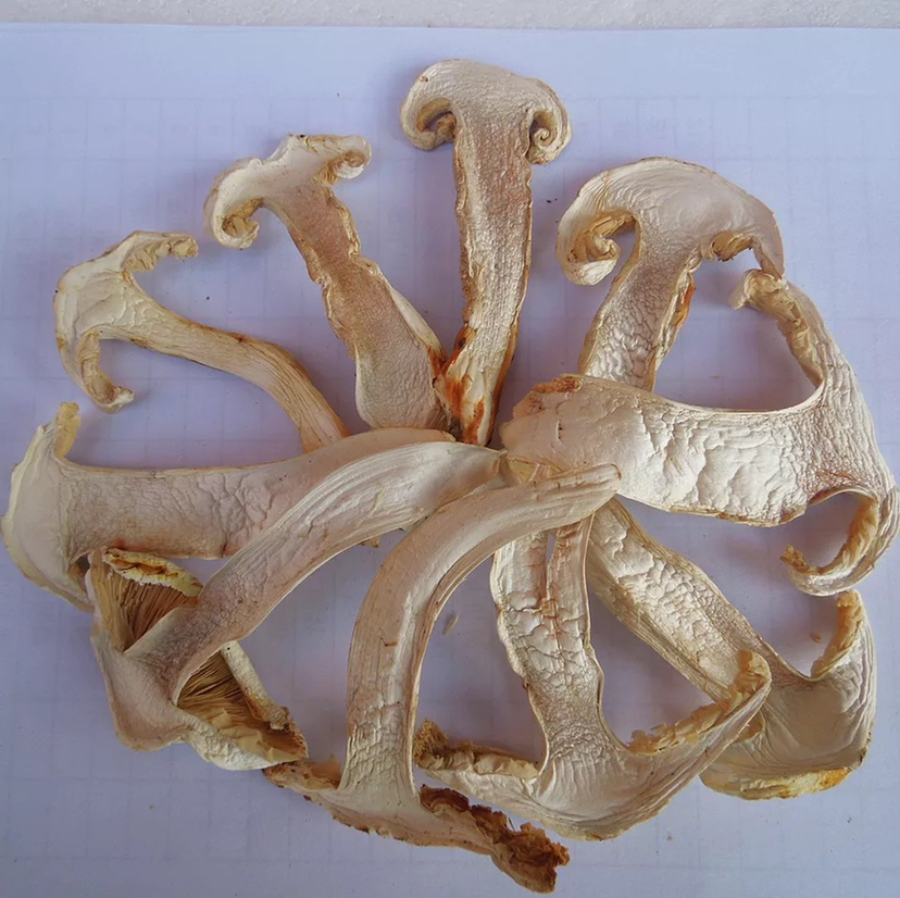 图片展示不同成熟阶段的松茸对比,突出菌伞内侧颜色变化 松茸对比图