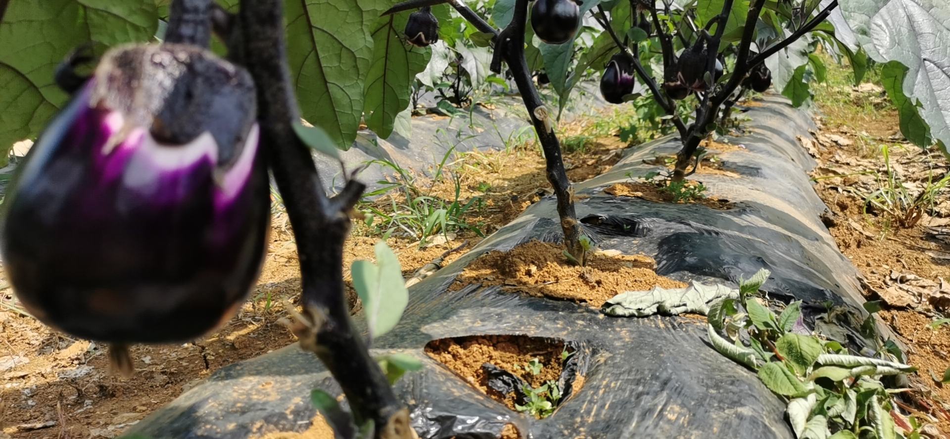 江苏盐城基地茄子种植区:南北向高垄(垄高25cm、宽60cm),垄面全覆盖银黑双色地膜(银面朝上),垄沟铺设滴灌带;垄侧设置1.5米宽水稻缓冲带,实现水旱生态隔离。 长江流域茄子高垄银黑双色膜栽培实景