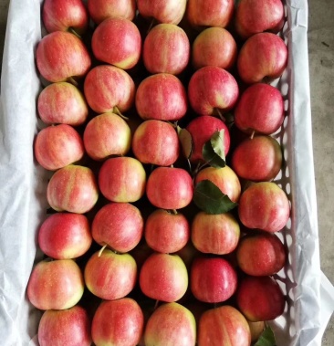 123花红小苹果 东北特产沙果 产地直销