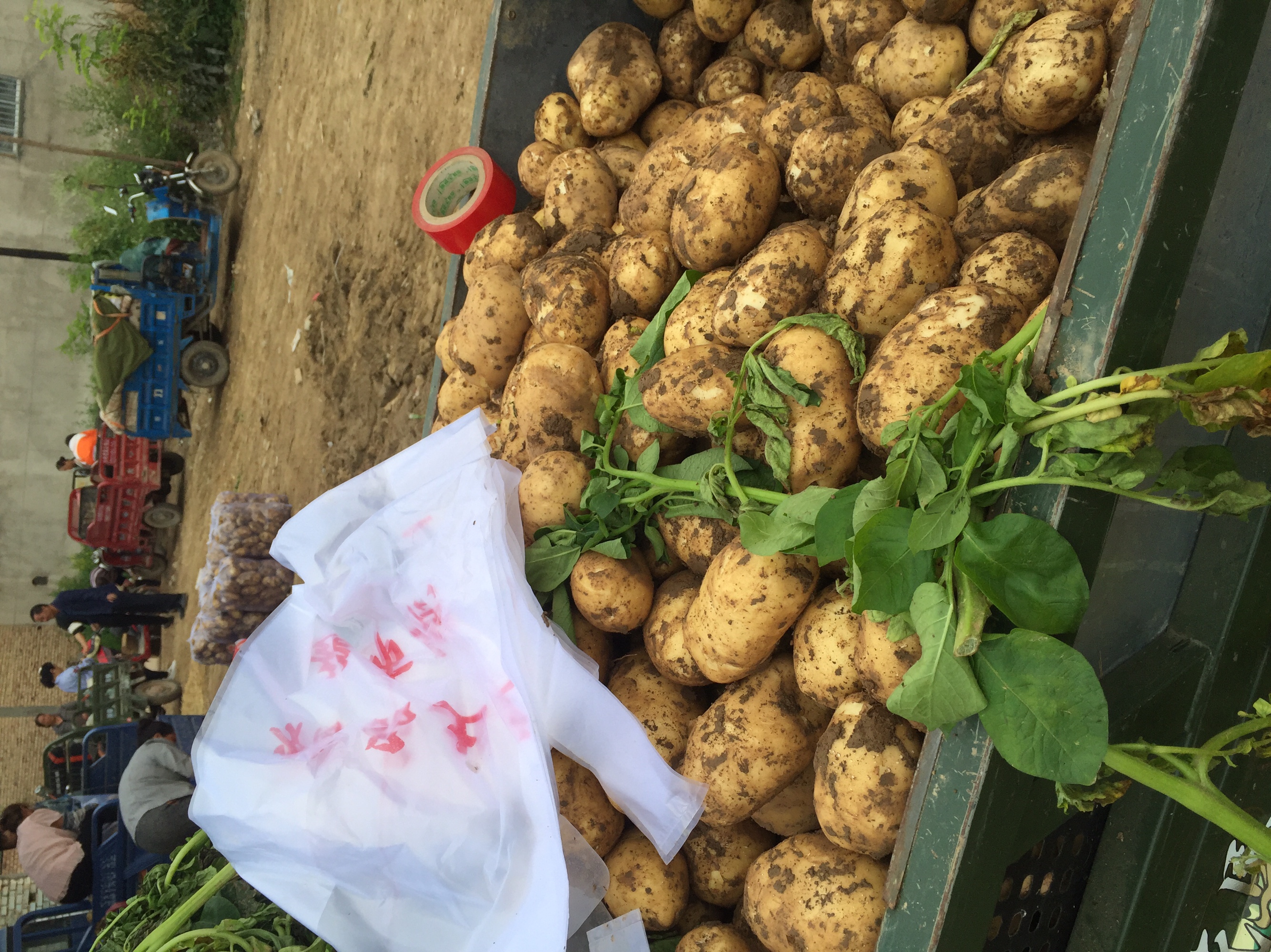 226土豆收获现场图