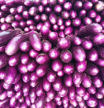 紫长茄,紫棒茄,广茄,加工用长茄大量上市供应中