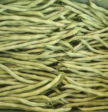 架豆王 豆王 精品豆王 甘肃豆王 无筋