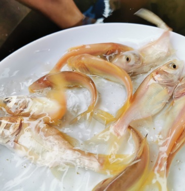 [花鲢鱼苗批发]金大头苗 金鳙鱼苗 金丝花鲢优质直销批发价格1.