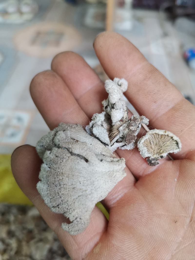 野生天花菌,用来屯腊肉,屯鸡味道不错