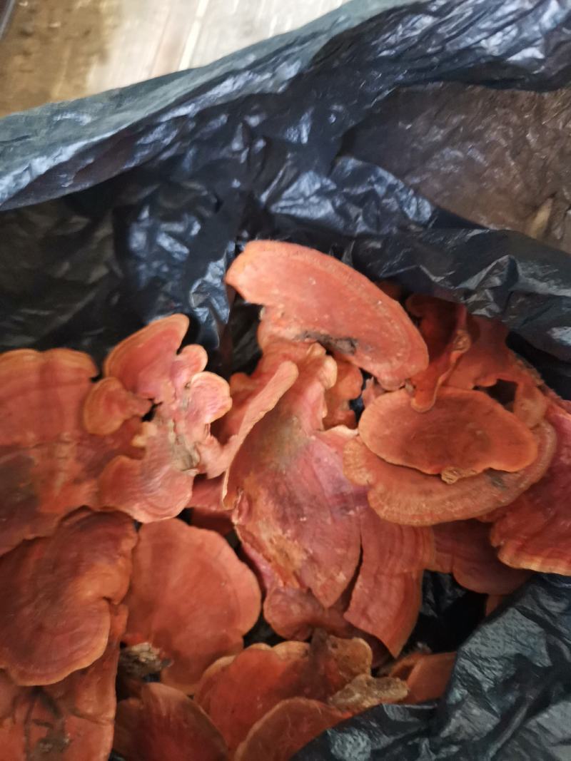 野生天花菌,用来屯腊肉,屯鸡味道不错