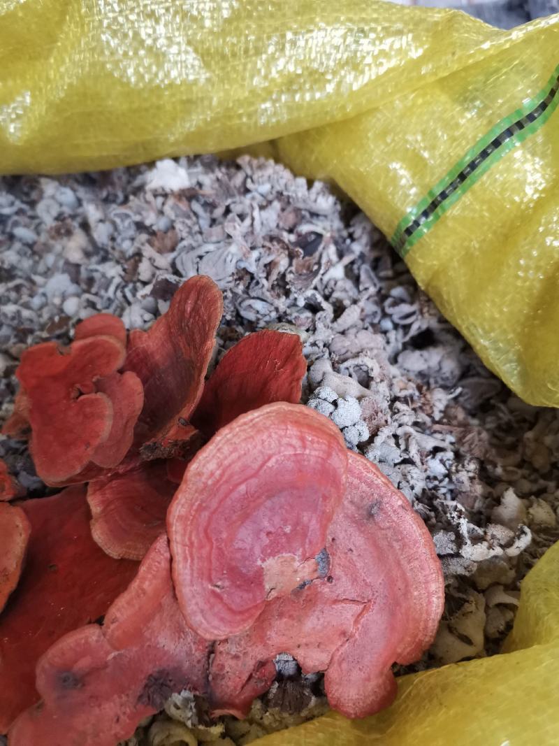 野生天花菌,用来屯腊肉,屯鸡味道不错