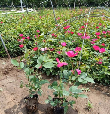 [丰花月季批发]丰花月季,基地直销 ,常年销售各种绿化苗木.价格0.