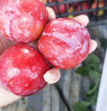 [红宝石李子批发]大宝石,红心李,清脆,赖李,价格0.60元/斤 - 一亩田