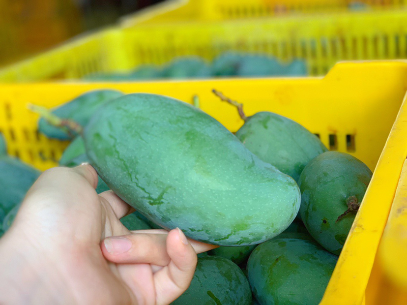 挑选桂七芒的方法