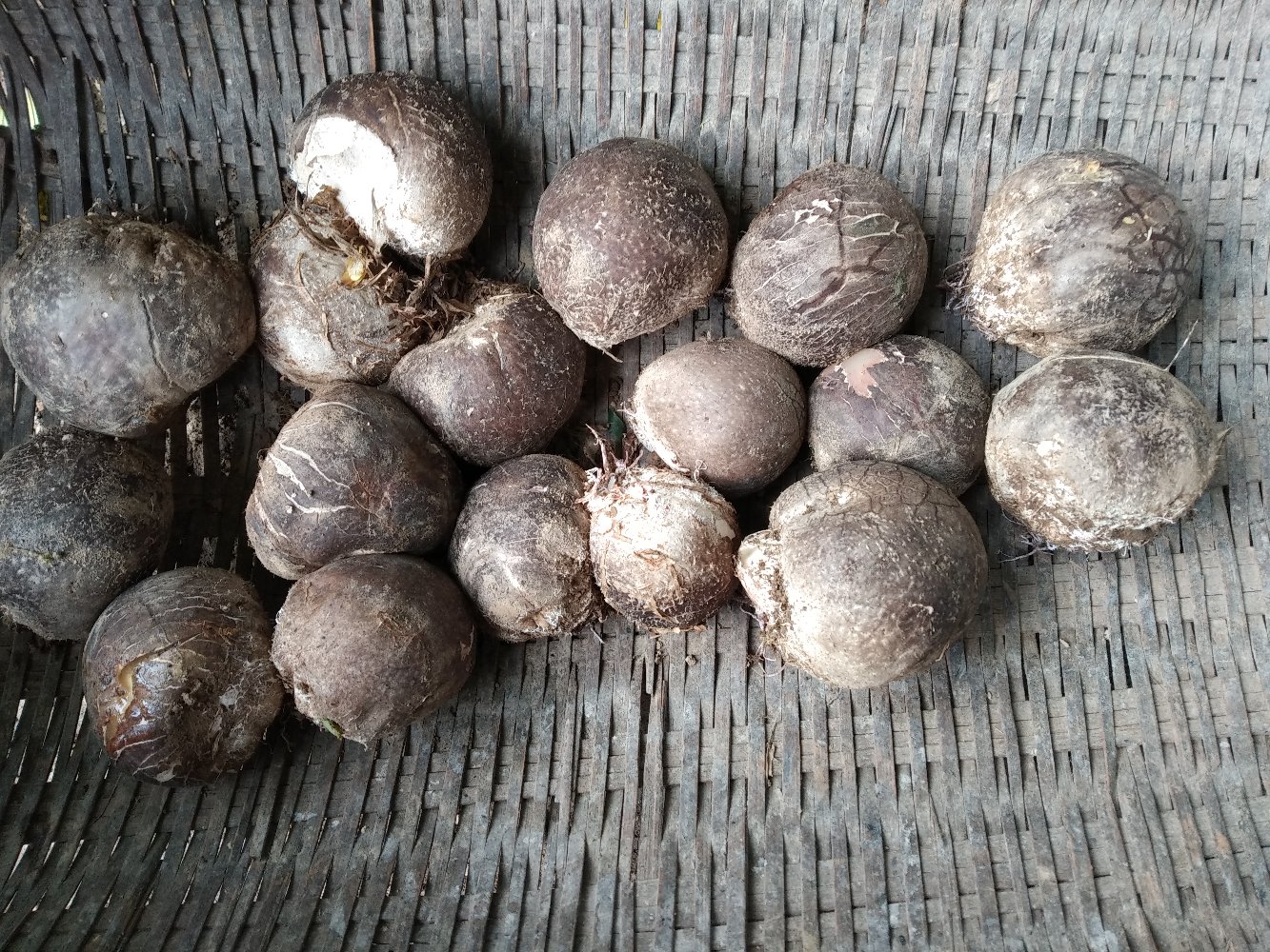 新鲜采摘的长裙竹荪蛋,呈椭圆形,表面覆盖乳白色胶质膜,底部带有菌托残余,背景为湿润林地,周围散落落叶,展现自然生长环境 长裙竹荪蛋特写