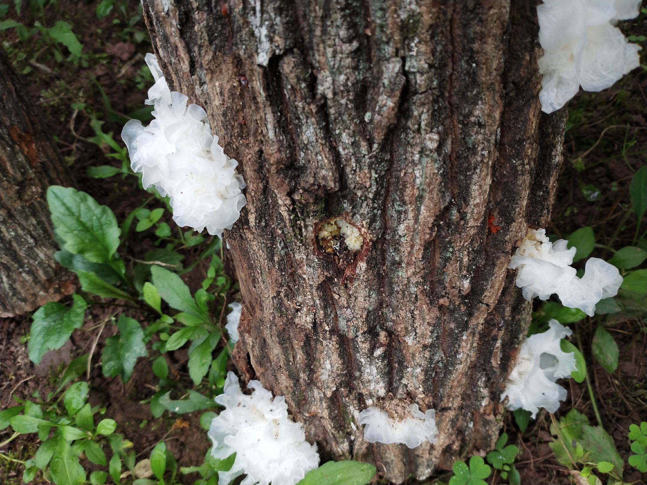 不同产地银耳对比图