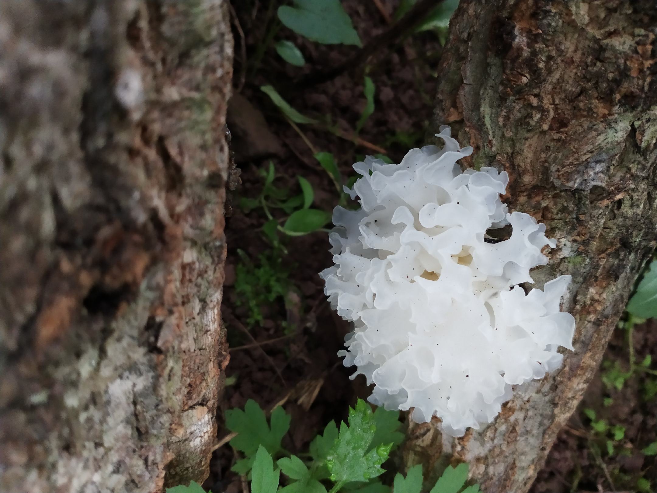 椴木银耳生长环境特写