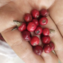 老鹰茶种子。茶籽。需要联系。。。。。。。。