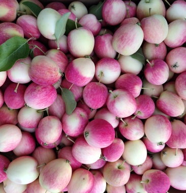 东北小沙果k9小苹果产地直销大量供应