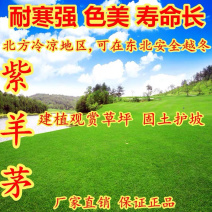 紫羊茅种子抗旱、抗旱、耐瘠薄