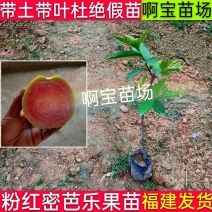 【啊宝苗场】粉红蜜芭乐苗四季红心芭乐盆栽番石地栽