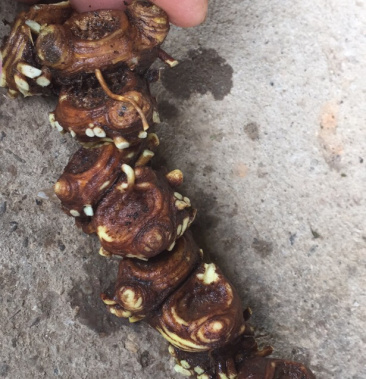 八角莲野生八角莲鲜干货和苗子