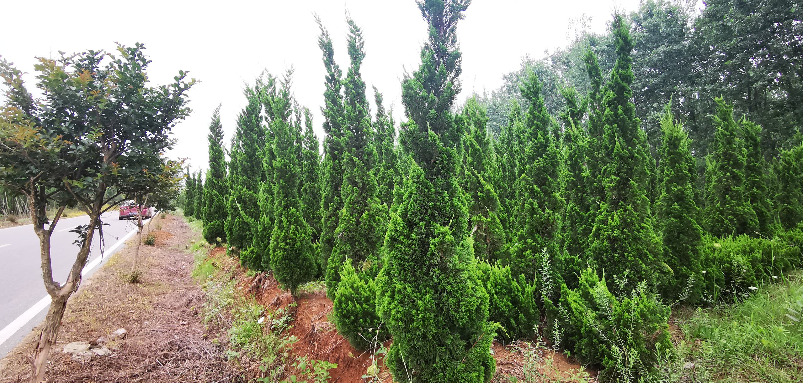 龙柏在园林中的应用实景
