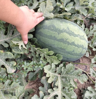 [冠龙西瓜批发]冠龙西瓜价格0.80元/斤 - 一亩田