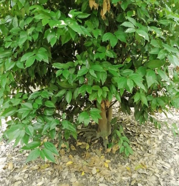 丛生天竺桂天竺桂笼子农户直销价格实惠