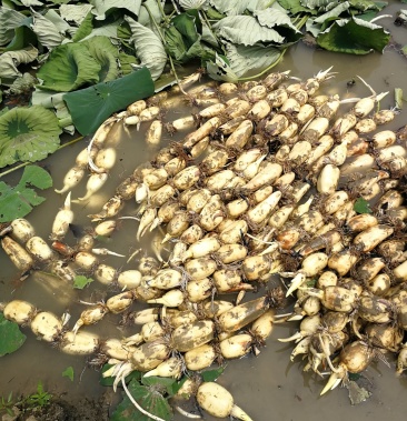 [赛珍珠藕批发]雪白大珍珠.头年货价格2.50元/斤 - 一亩田