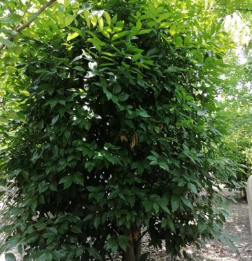 丛生天竺桂高335米冠幅253米批量供应