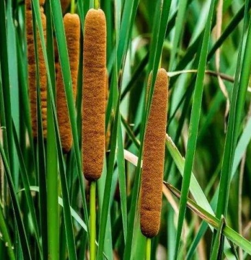 香蒲棒蒲黄蒲草香蒲苗