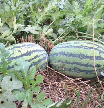 [西瓜批发]东明庆红宝西己经上市,质量好价格便宜皮薄价格0.