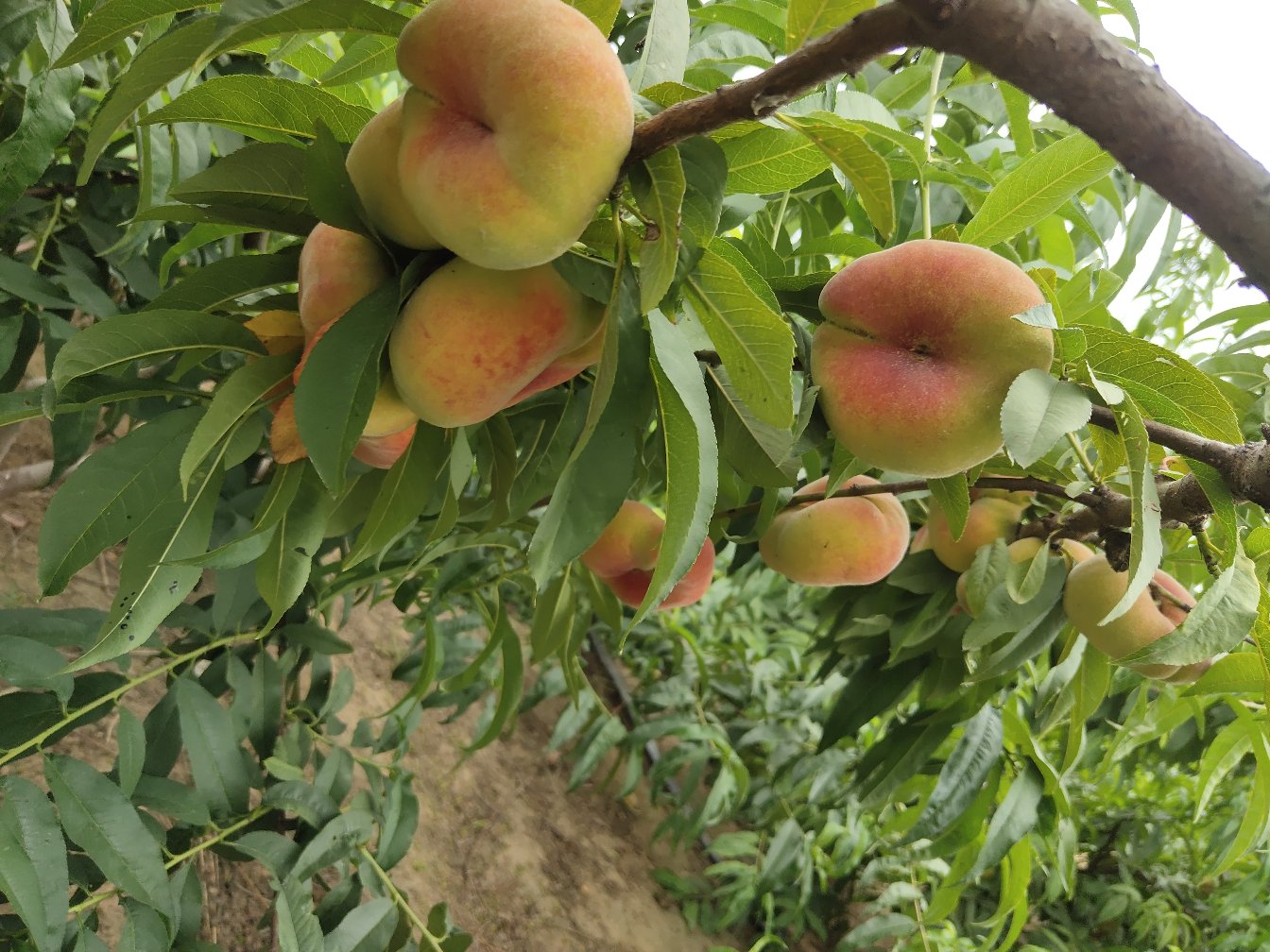 蟠桃果园全景