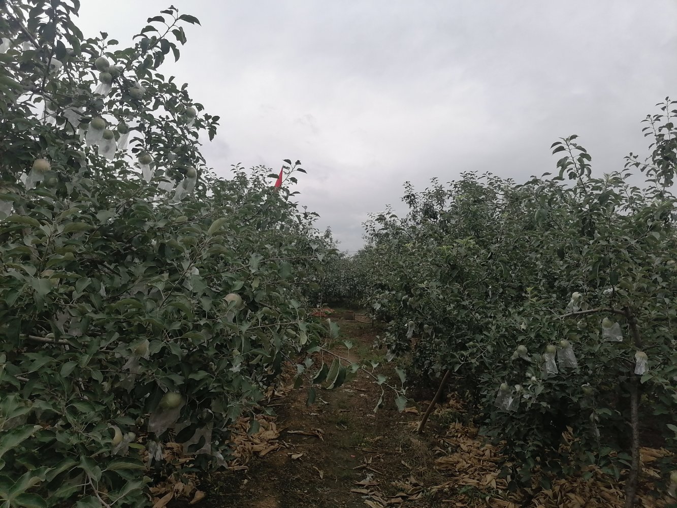藤木一号苹果果园种植场景,果树整齐排列,果农正在采摘,阳光充足,环境宜人 藤木一号苹果果园种植场景