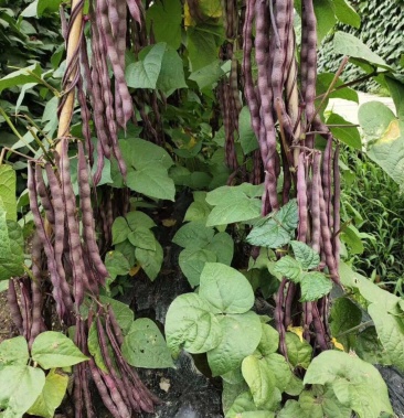 [红四季豆批发]红四季豆价格1.80元/斤 - 一亩田