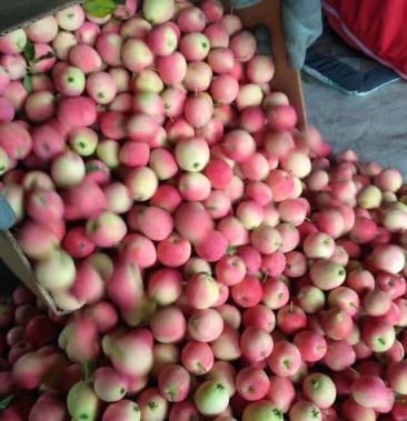 k九苹果即将上市!每年的6月开始定货!