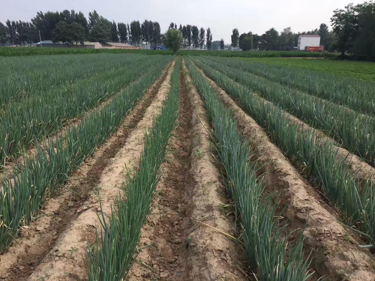 大葱种植前的土壤改良现场,农民正在施加有机肥与生物菌肥 土壤改良