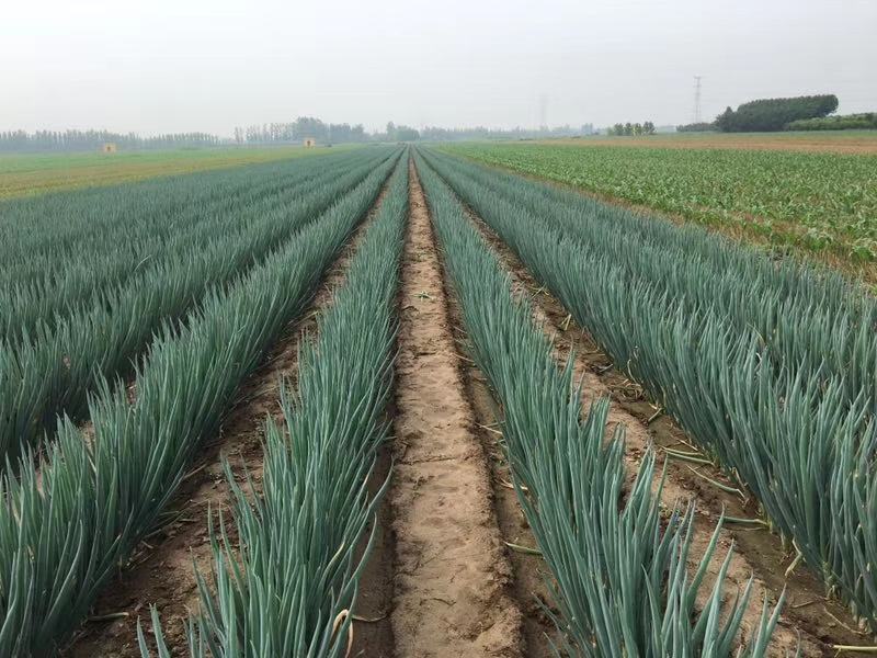 温室中大葱整齐生长,采用滴灌系统进行精准水肥管理 大葱温室种植场景