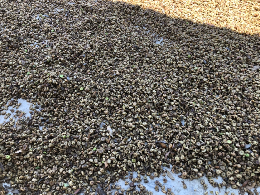 实地拍摄图:广西梧州苍梧县八角种植基地,晨雾未散,农户正采摘成熟果实。特写展示枝头自然生长的完整八角果序——清晰呈现8个饱满蓇葖瓣围绕中心果轴呈规则辐射状排列,瓣体厚实、表皮皱缩均匀、色泽红褐油润,体现地理标志产品的典型田间形态 广西梧州八角主产区采摘现场:农户手持新鲜采摘的天然8瓣八角果实,背景可见挂果繁茂的八角树,果实呈典型褐红色星状结构