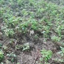 黑树莓树莓苗圃基地直发成活高产量提供种植技术放心苗