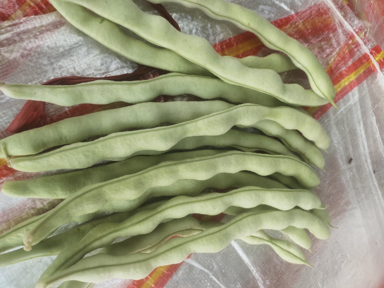 干净的豆角丝平铺在竹篮中,准备进行泡发 清洗后的豆角丝