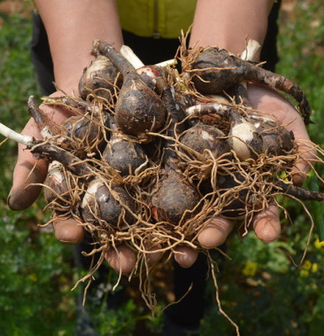 风雨兰种球葱兰韭兰花卉种子庭院盆栽球根植物种球组合