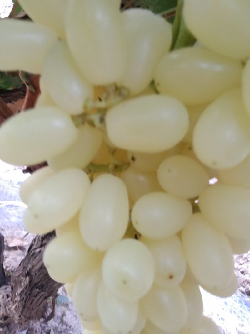 水晶葡萄水晶无核马奶堤提子葡萄